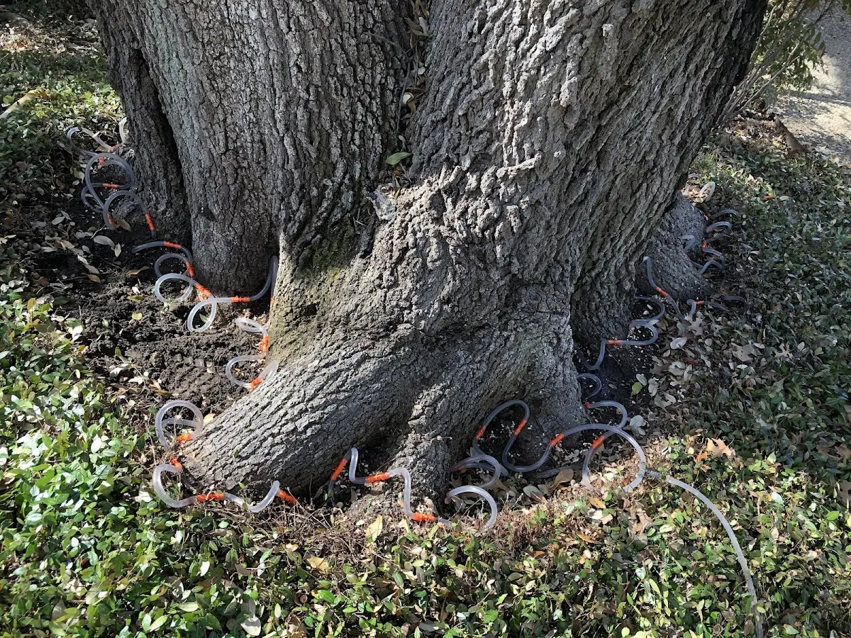 Detailed Tree Cabling and Bracing job site in Mayville