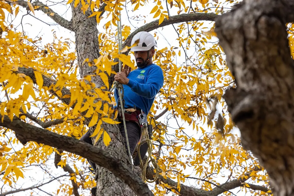 Skilled Tree Planing crew working in Mayville